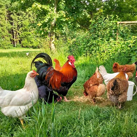 Ruheoase In Der Nahe Am Attersee Homestay szállás *