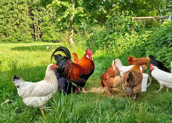 Ruheoase In Der Nahe Am Attersee Séjour chez l'habitant *